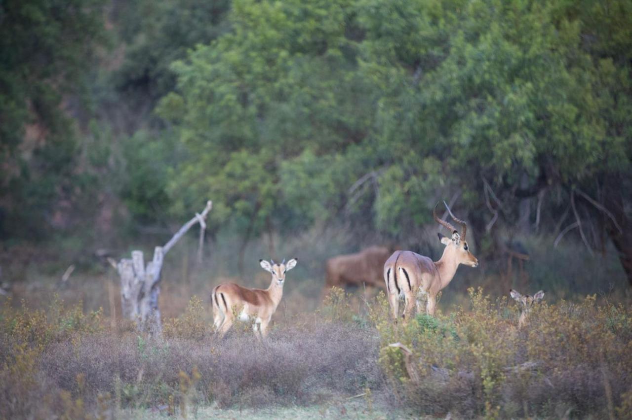 Waterberg Game Lodge بيلا-بيلا المظهر الخارجي الصورة